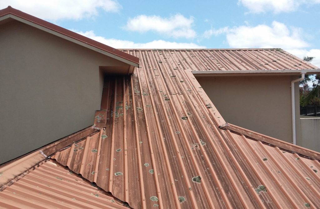 Moss growing on roof shingles in a humid environment.